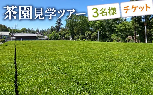 茶園見学ツアー3名様チケット | 体験 茶園 老舗 さしま茶 猿島茶 和紅茶 いずみ 吉田茶園 茨城県 古河市 関東 見学 ツアー チケット 3名 _BM07