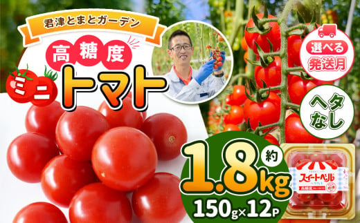 [6月発送] 高糖度 ミニトマト スイートベル ( ヘタなし ) 150g × 12P | 野菜 トマト ミニトマト プチトマト トマト 高糖度 トマト とまと 小分け 君津とまとガーデン 千葉 君津 きみつ