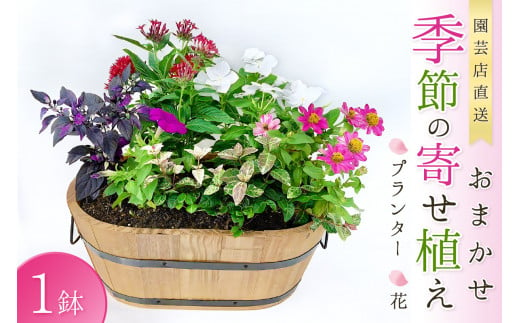 【園芸店直送】おまかせ季節の寄せ植え プランター 花