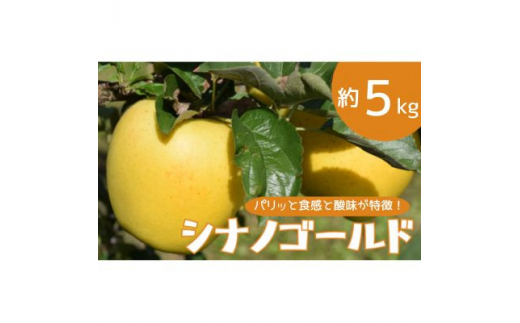 りんご シナノゴールド 約5kg【1504881】 1334527 - 長野県中野市