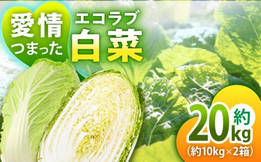 [先行予約][11月中旬より順次発送]愛情つまった エコラブ白菜 約20kg(約10kg×2箱) 愛媛県大洲市/沢井青果有限会社 [AGBN040]白菜 はくさい ハクサイ 鍋 野菜