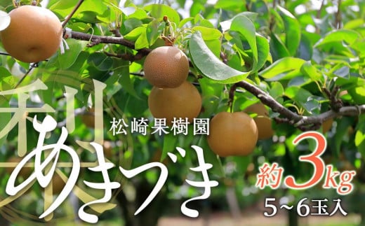 梨「あきづき」約3kg（5～6玉入）【松崎果樹園】