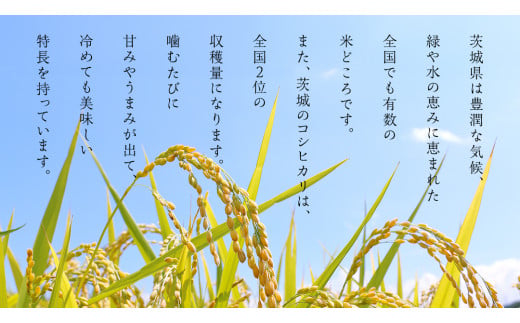 新米】令和6年産 茨城 こしひかり 10kg（5kg×2本） 精米 茨城県 国産 お米 米 コメ 白米 ライス ご飯 おいしい コシヒカリ ごはん  新生活 プレゼント 新生活応援 必要なもの 便利 おすすめ 消耗品 一人暮らし 二人暮らし 必要 - 茨城県つくばみらい市｜ふるさとチョイス ...