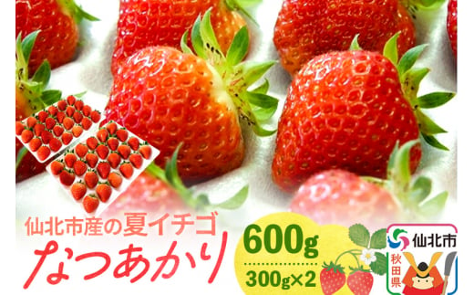 《2024年6月下旬以降発送》仙北市産の夏イチゴ なつあかり 600g（300g×2）