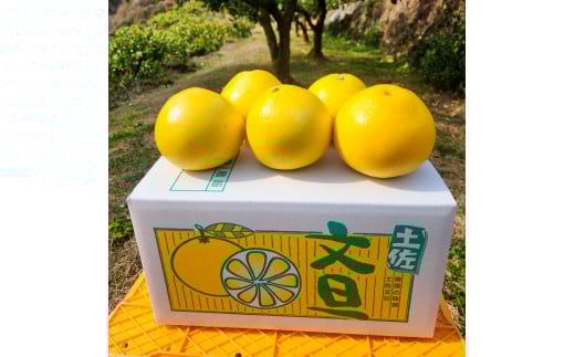 土佐文旦　家庭用　約５キロ（７～１２玉）