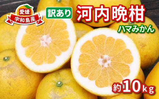 訳あり 河内晩柑 10kg 愛媛みかん ハマみかん 先行予約 晩柑 ばんかん かわちばんかん 和製 グレープフルーツ 果物 くだもの フルーツ 柑橘 かんきつ みかん 蜜柑 mikan  愛媛ミカン 愛媛蜜柑 訳アリ 訳あり品 訳有り わけあり 産地直送 数量限定 国産 愛媛 宇和島 B010-075011 1478435 - 愛媛県宇和島市