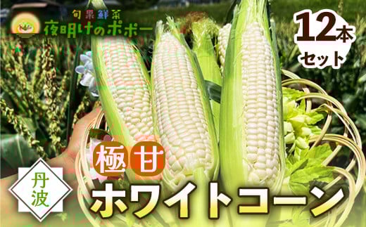 京都府産 極甘ホワイトコーン 12本（約4.5～5kg）【 とうもろこし トウモロコシ コーン ホイップコーン 季節の野菜 農家直送 旬 旬野菜 国産 野菜 朝採り 産地直送 期間限定 甘い コーン お取り寄せ 贈り物 ギフト 贈答 京都 綾部 】 932371 - 京都府綾部市