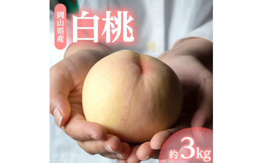 1254.岡山県産「白桃」約3kg|8月上旬頃～発送予定【1488994】