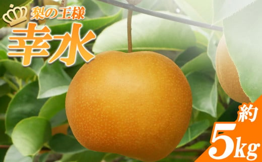 [先行予約]幸水 | なし 梨 ナシ 甘くてジューシー 秋の味覚 美味しい 果物 フルーツ 人気 栃木県産