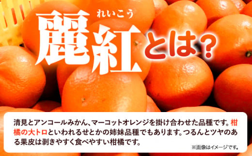 和歌山県日高川町のふるさと納税 麗紅 訳あり 麗紅 5kg れいこう みかん サイズ不選別 どの坂果樹園《2025年1月末-2月末頃出荷予定》和歌山県 日高川町 みかん 柑橘 フルーツ 果物 ミカン 柑橘 産地直送 送料無料