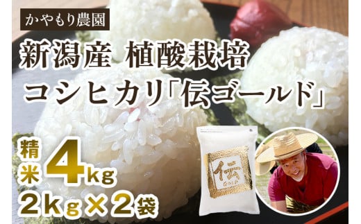 【令和6年産新米】新潟産コシヒカリ「伝ゴールド」白米真空パック 精米4kg（2kg×2）南麻布の高級料亭で提供される極上米 かやもり農園 910241 - 新潟県加茂市