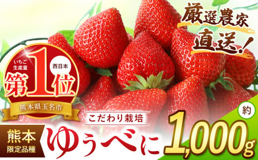 イチゴ 生産量 西 日本一 ‼ 厳選農家直送 いちご ゆうべに 約 1000g | フルーツ 果物 くだもの 苺 いちご  熊本県 玉名市 1340606 - 熊本県玉名市