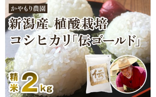 【令和6年産新米】新潟産コシヒカリ「伝ゴールド」白米真空パック 精米2kg 南麻布の高級料亭で提供される極上米 かやもり農園 910239 - 新潟県加茂市