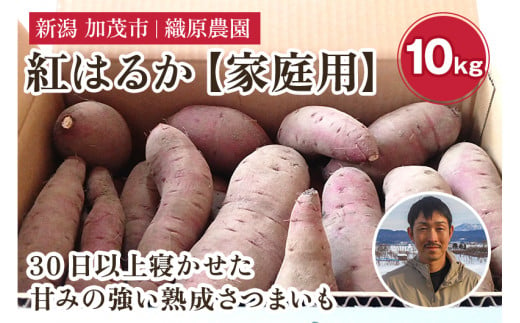 【2024年先行予約】 新潟県 加茂市産 紅はるか 【家庭用】 10kg 《11月上旬以降発送》 人気 さつまいも 訳あり 家庭用 さつまいも 熟成 さつまいも しっとり甘みの強い ねっとりとした食感 さつまいも 焼き芋 焼芋 スイートポテト 加茂市 織原農園 1133557 - 新潟県加茂市