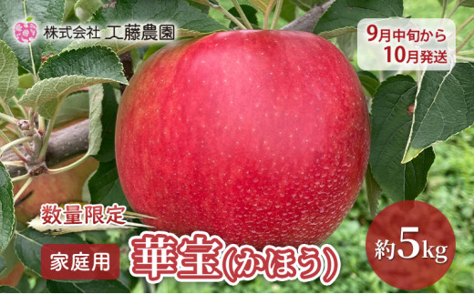 【数量限定 9月中旬から10月発送】家庭用 華宝(かほう) 約5kg 希少りんご 工藤農園【弘前市産・青森りんご】 685527 - 青森県弘前市