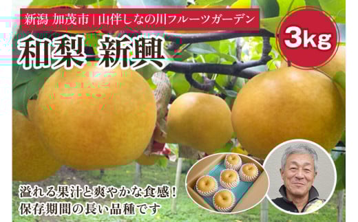 【2024年】和梨 新興 約3kg（約5～7個）フルーツギフト《11月上旬～お届け》冬の味覚 産地直送加茂市 山伴しなの川フルーツガーデン 370939 - 新潟県加茂市