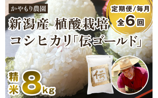 新潟産コシヒカリ「伝ゴールド」白米真空パック 精米 2kg×4袋
