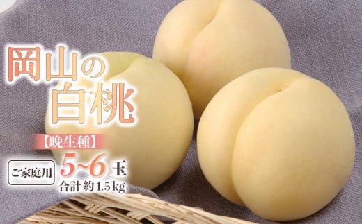 桃 2024年 先行予約 ご家庭用 白桃（晩生種） 5～6玉 合計約1.5kg もも モモ 岡山県産 国産 フルーツ 果物 ギフト [No.5220-0405] 776223 - 岡山県岡山市