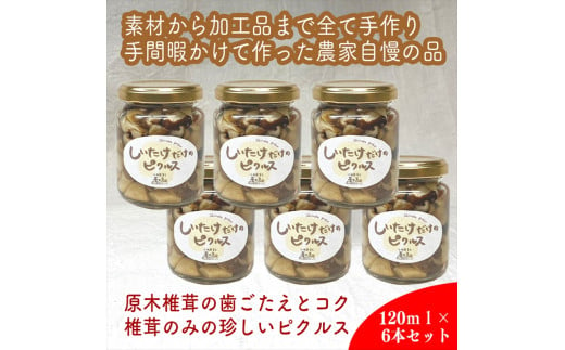 しいたけだけのピクルス 6個セット【 家庭用 自宅用 贈答品 贈答用 ギフト お取り寄せ お中元 お歳暮 贈り物 お祝い 神奈川県 小田原市 】 1421088 - 神奈川県小田原市