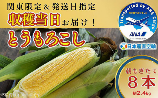 【8月13日配送】限界鮮度！収穫当日に「産直空輸」でお届け！朝採れとうもろこし 8本（約2.4kg）　野菜農場叶野×日本産直空輸 1308787 - 山形県鶴岡市