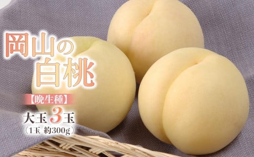 桃 2025年 先行予約 岡山の 白桃 大玉3玉（晩生種）（1玉約300g） もも モモ 岡山県産 国産 フルーツ 果物 ギフト 776222 - 岡山県岡山市