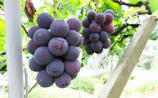 内子町産 ピオーネ 4～6房 約2kg【2024年8月下旬～9月下旬迄発送】【えひめの町（超）推し！（内子町）】（446）