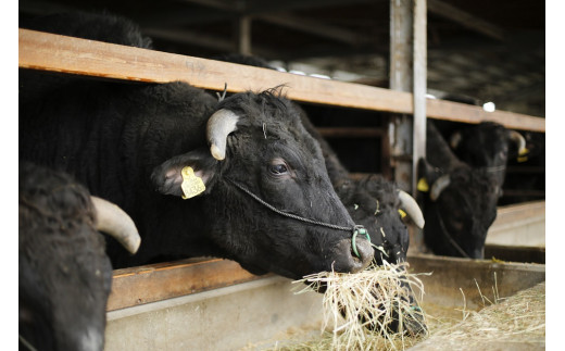 「但馬牛」の子牛に納得行くまで愛情をそそぎ、自然豊かな環境の中で育て上げた傑作の牛が「黒田庄和牛」です。