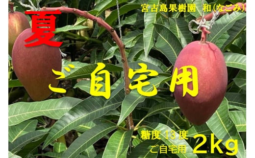 JM002【宮古島果樹園 和】完熟アーウィンマンゴー　ご自宅用2kg
