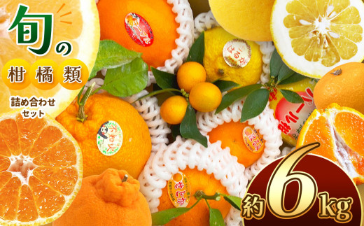 旬の柑橘類詰め合わせセット 約6kg  | 果物 くだもの フルーツ 柑橘類 みかん ミカン 熊本県 玉名市 旬 ざっかん スイーツ 詰め合わせ 産地直送 家庭用