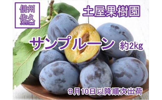 サンプルーン　約２kg　（北海道、沖縄、離島への配送不可）〈出荷時期:2024年9月10日出荷開始～2024年9月30日出荷終了〉【 プルーン 生プルーン 健康 美容 ギフト 家庭用 おすそ分け 贈り物 お取り寄せ 生果実 長野県 佐久市 】 1405242 - 長野県佐久市