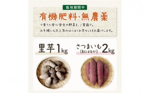 先行予約/数量限定100】農家直送 里芋＆さつまいも ホクホクお芋セット 野菜 新鮮 お芋 セット デザート サツマイモ サトイモ さといも  栽培期間中 無農薬 有機肥料 紅はるか べにはるか しっとり 甘い 芋煮 大学芋 いも 芋 イモ oimo おいも SJ00005 - 京都府京丹後市  ...