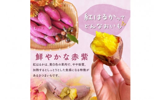 先行予約/数量限定100】農家直送 里芋＆さつまいも ホクホクお芋セット 野菜 新鮮 お芋 セット デザート サツマイモ サトイモ さといも  栽培期間中 無農薬 有機肥料 紅はるか べにはるか しっとり 甘い 芋煮 大学芋 いも 芋 イモ oimo おいも SJ00005 - 京都府京丹後市  ...