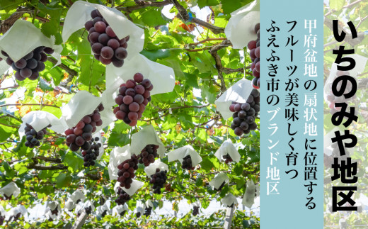 日本一のブドウの生産量を誇る笛吹市でも美味しいフルーツが育つことで有名な「いちのみや」地区のピオーネをお届けします。