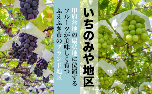 日本一のブドウの生産量を誇る笛吹市でも美味しいフルーツが育つことで有名な「いちのみや」地区のシャインマスカットとピオーネをお届け
