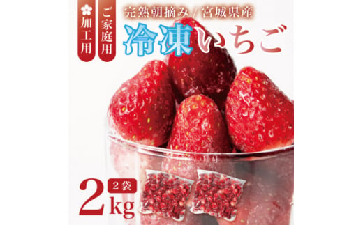 宮城県産 完熟冷凍いちご 2kg(1kg×2袋)＜加工用・ご家庭用＞ヘタ無しで便利♪通年出荷【1497570】