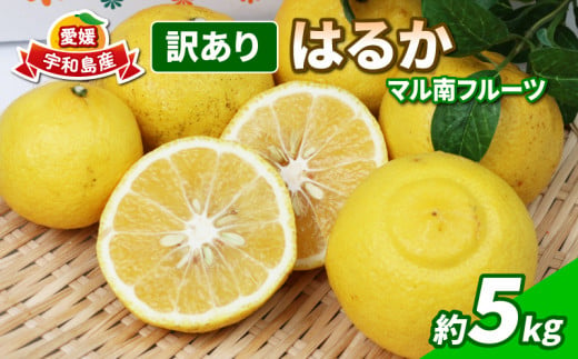 訳あり はるか 5kg 不揃い マル南フルーツ 果物 フルーツ 甘い 柑橘 みかん 蜜柑 数量限定 産地直送 国産 愛媛 宇和島 B012-106003 1272575 - 愛媛県宇和島市