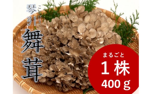 完全無農薬栽培の飯南町特産の香り高い生舞茸を贅沢に！１株400ｇ！