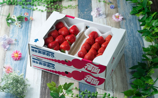 福岡産【春】あまおう4パック いちご 苺 イチゴ 果物 くだもの フルーツ 冷蔵 【2025年2月上旬～3月下旬発送予定】