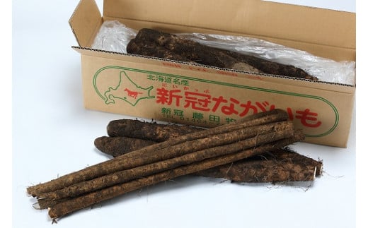 新冠 町 産 野菜  長 もの 2 点 セット ( 長いも 約 5 kg ・ ごぼう 約 1 kg ) 1349848 - 北海道新冠町