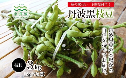 丹波黒大豆を早採りして枝豆で食べられるのは10月の2週間程度。