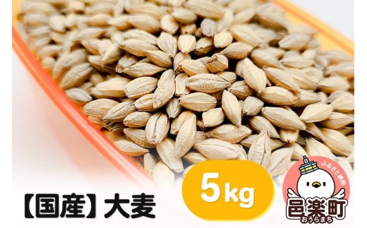 【国産】大麦 5kg×1袋 サイトウ・コーポレーション 飼料 1075549 - 群馬県邑楽町