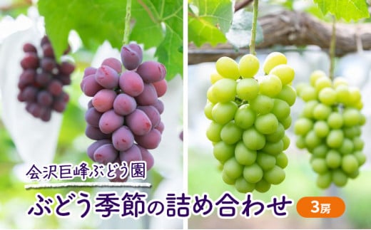 【会沢巨峰ぶどう園】ぶどう季節の詰め合わせ（3房） 旬 果物 ぶどう フルーツ ブドウ