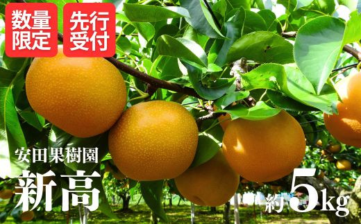 No.1798梨　新高　約5kg【2025年発送　先行予約】 289104 - 福島県福島市