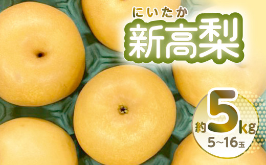 新高梨はジャンボ梨とも呼ばれしっかりした食感で酸味の少ない品種です。
