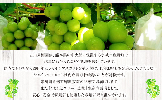 熊本県産 シャインマスカット 約1.7kg以上（2～4房） 果物 くだもの フルーツ ぶどう おやつ 果実 熊本県産 国産  【2024年8月下旬発送開始】