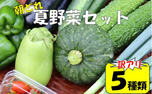 ZS-523  【訳アリ】【朝どれ】アグリ福ちゃん 夏野菜セット（５種類）