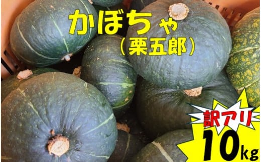 ZS-960  【訳アリ】かぼちゃ（栗五郎） 10kg  季節限定 農家直送 鹿児島県産