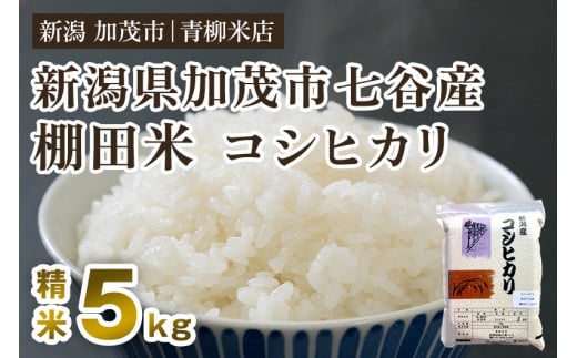 【令和6年産新米】新潟産コシヒカリ 加茂市七谷産 棚田米 精米5kg 白米 真空パック 青柳米店 232658 - 新潟県加茂市