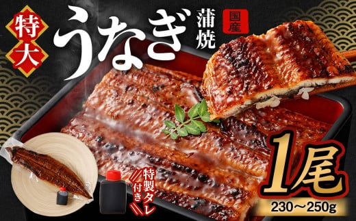 【土用の丑の日に間に合う!】 国産 特大 うなぎ 蒲焼 1尾 （230 ~ 250g） と 特製タレ 1個 セット 鰻 かば焼き