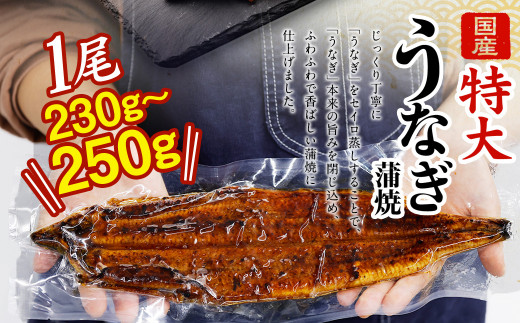 【土用の丑の日に間に合う!】 国産 特大 うなぎ 蒲焼 1尾 （230 ~ 250g） と 特製タレ 1個 セット 鰻 かば焼き